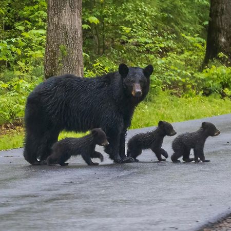 Pigeon Forge Getaway Villa Esterno foto